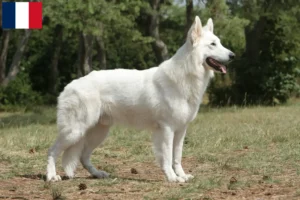 Read more about the article White Swiss Shepherd breeders and puppies in Réunion