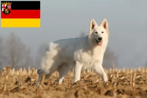 Read more about the article White Swiss Shepherd breeders and puppies in Rhineland-Palatinate