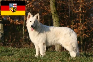 Read more about the article White Swiss Shepherd breeders and puppies in Saarland
