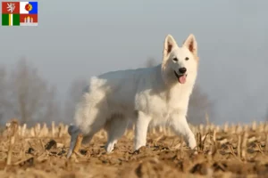 Read more about the article White Swiss Shepherd breeders and puppies in South Bohemia