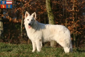 Read more about the article White Swiss Shepherd breeders and puppies in South Moravia