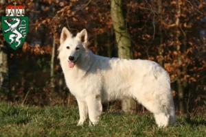 Read more about the article White Swiss Shepherd breeders and puppies in Styria