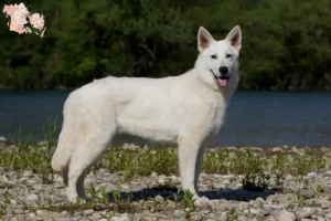 Read more about the article White Swiss Shepherd breeders and puppies in Syddanmark