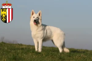 Read more about the article White Swiss Shepherd breeders and puppies in Upper Austria
