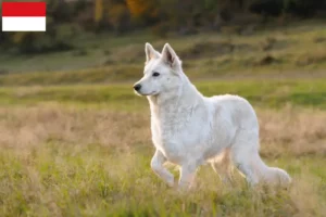 Read more about the article White Swiss Shepherd breeders and puppies in Vienna