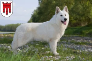 Read more about the article White Swiss Shepherd breeders and puppies in Vorarlberg