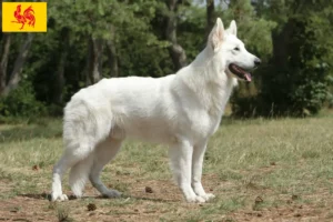 Read more about the article White Swiss Shepherd breeders and puppies in Walloon Region