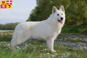 Read more about the article White Swiss Shepherd breeders and puppies in Auvergne-Rhône-Alpes