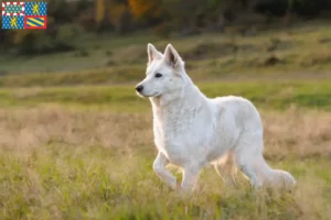 Read more about the article White Swiss shepherd dog breeders and puppies in Bourgogne-Franche-Comté