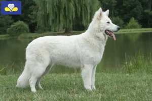 Read more about the article White Swiss Shepherd breeders and puppies in the Brussels-Capital Region