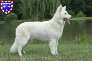 Read more about the article White Swiss Shepherd breeders and puppies in Centre-Val de Loire