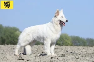 Read more about the article White Swiss Shepherd breeders and puppies in Flanders