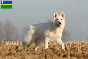 Read more about the article White Swiss Shepherd breeders and puppies in Flevoland