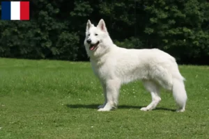 Read more about the article White Swiss Shepherd breeders and puppies in Guadeloupe