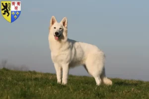 Read more about the article White Swiss Shepherd breeders and puppies in Hauts-de-France