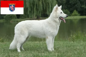 Read more about the article White Swiss Shepherd breeders and puppies in Hesse