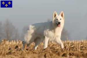 Read more about the article White Swiss Shepherd breeders and puppies in Île-de-France