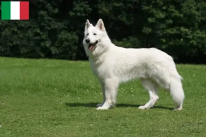 Read more about the article White Swiss Shepherd breeders and puppies in Italy