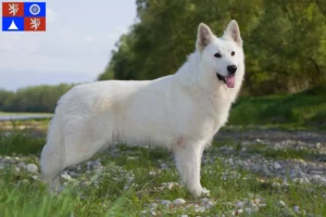 Read more about the article White Swiss Shepherd breeders and puppies in Liberec