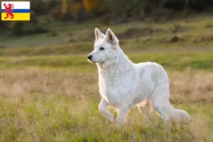 Read more about the article White Swiss Shepherd breeders and puppies in Limburg