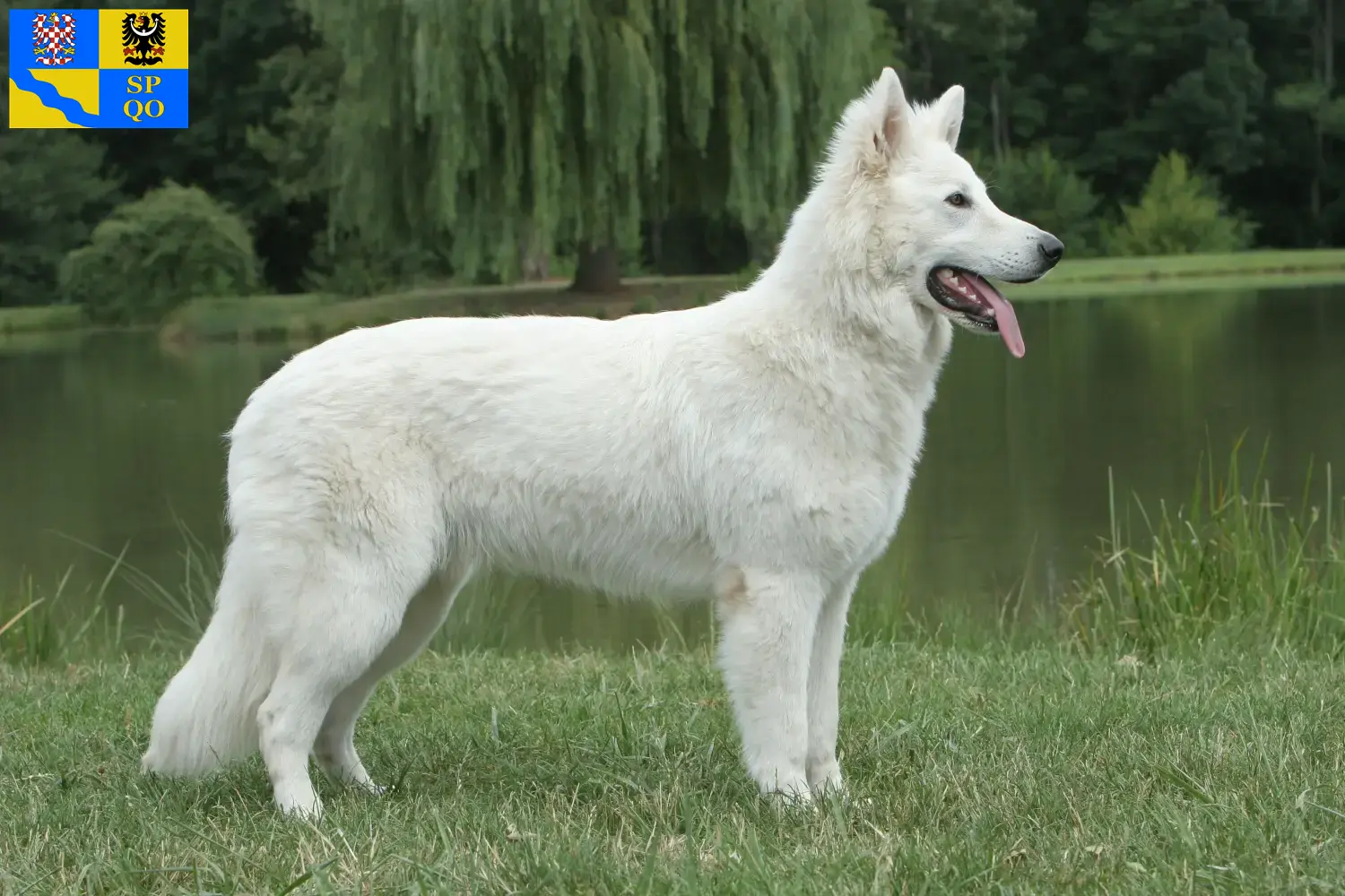 Read more about the article White Swiss Shepherd breeders and puppies in Olomouc
