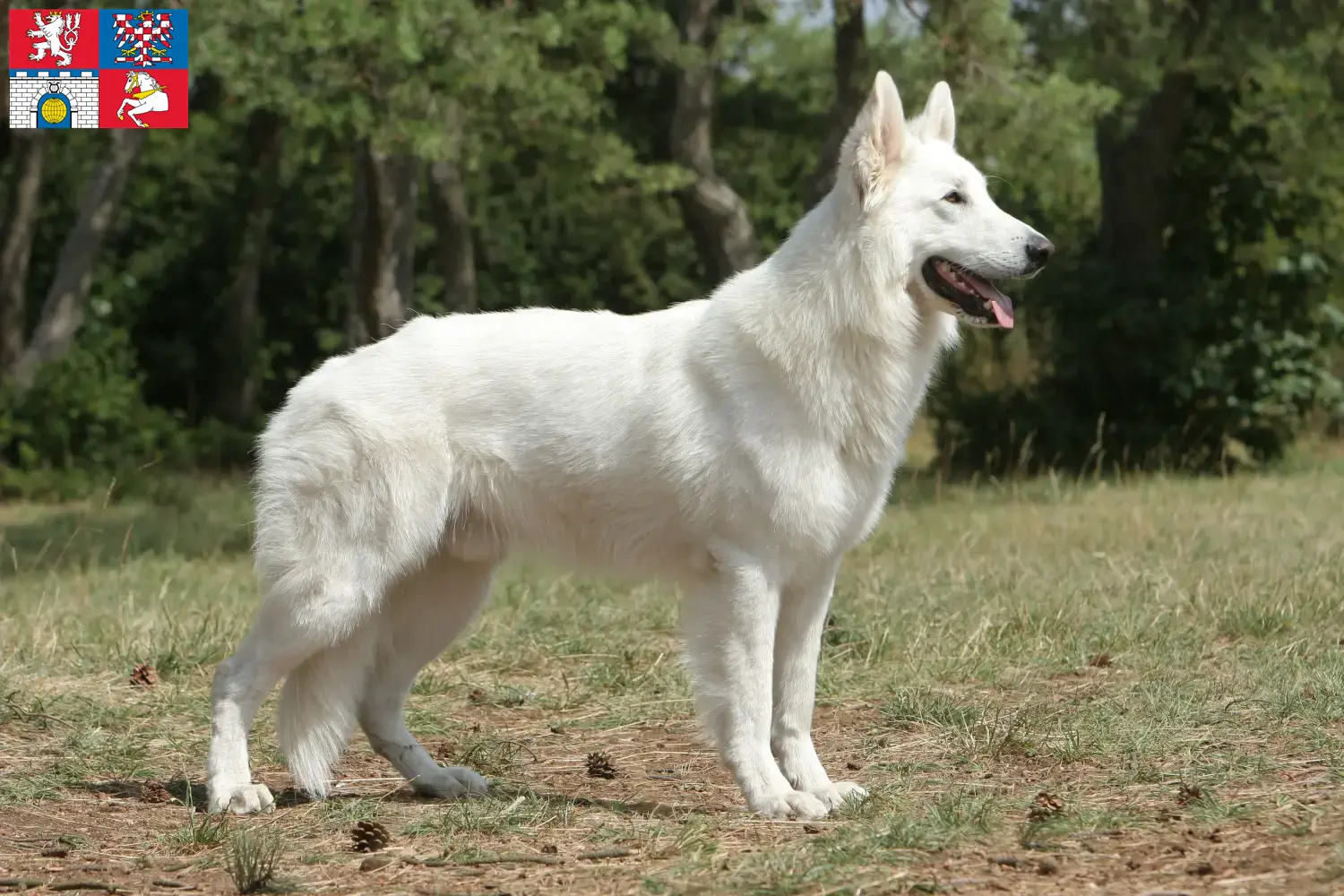 Read more about the article White Swiss Shepherd breeders and puppies in Pardubice
