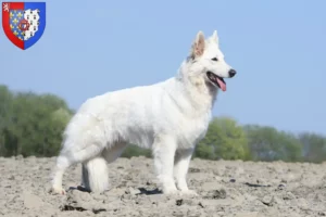 Read more about the article White Swiss Shepherd breeders and puppies in Pays de la Loire
