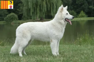 Read more about the article White Swiss shepherd dog breeders and puppies in Provence-Alpes-Côte d’Azur