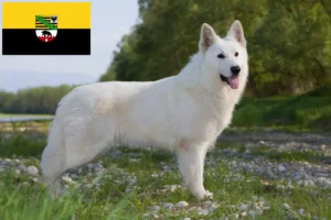 Read more about the article White Swiss Shepherd breeders and puppies in Saxony-Anhalt