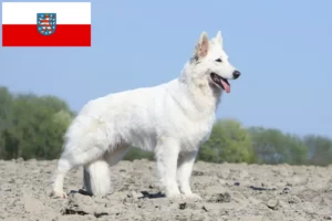 Read more about the article White Swiss Shepherd breeders and puppies in Thuringia