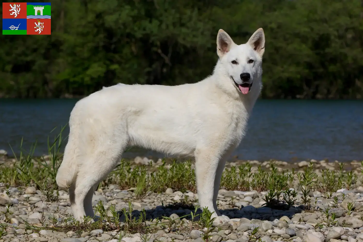 Read more about the article White Swiss Shepherd breeders and puppies in Ústí