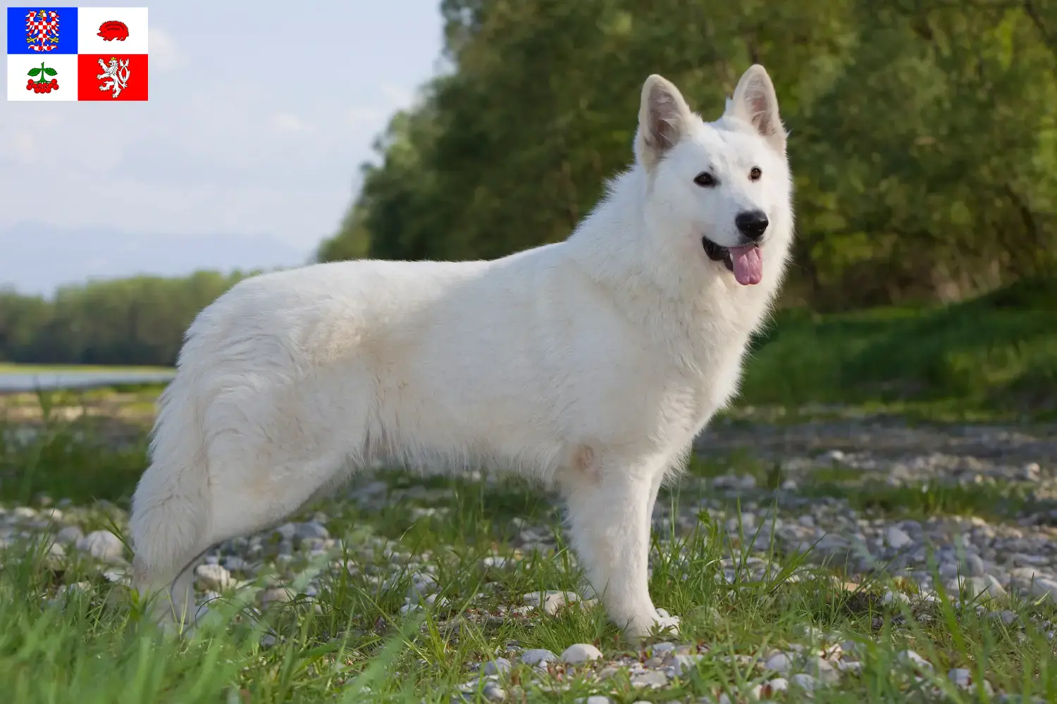 Read more about the article White Swiss Shepherd breeders and puppies in Vysočina