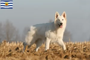 Read more about the article White Swiss Shepherd breeders and puppies in Zeeland