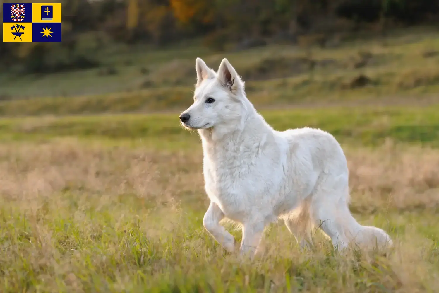 Read more about the article White Swiss Shepherd breeders and puppies in Zlín