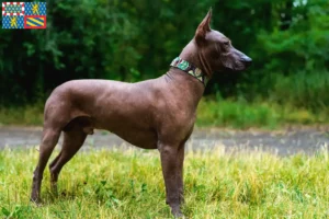 Read more about the article Xolo breeders and puppies in Bourgogne-Franche-Comté
