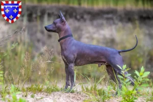 Read more about the article Xolo breeders and puppies in Centre-Val de Loire