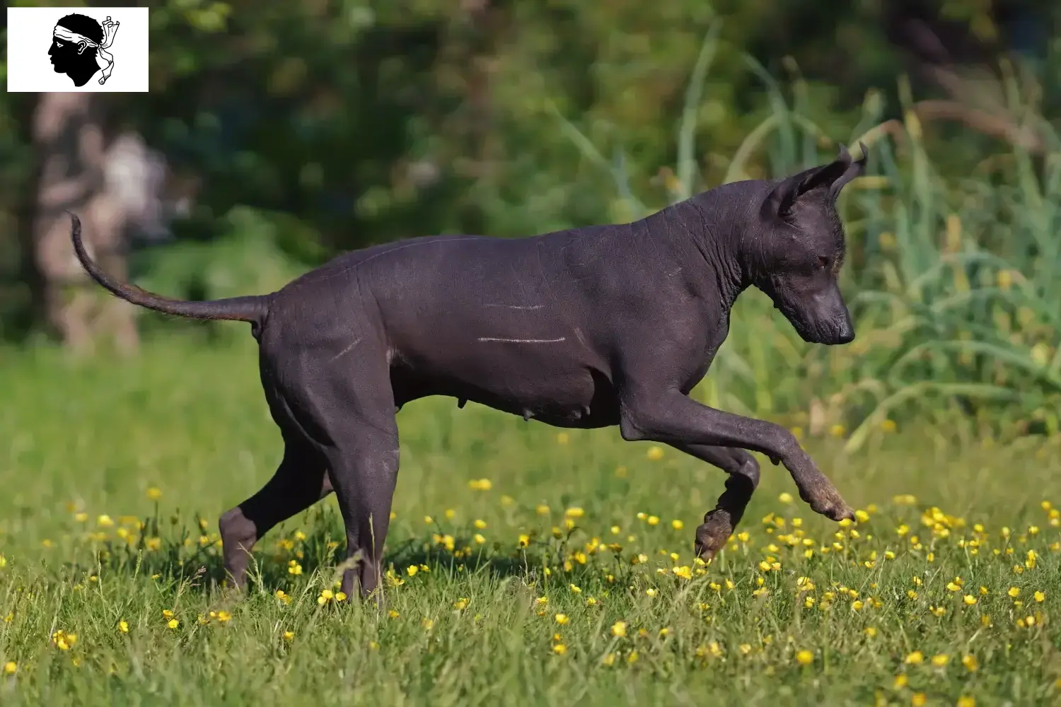 Read more about the article Xolo breeders and puppies in Corsica