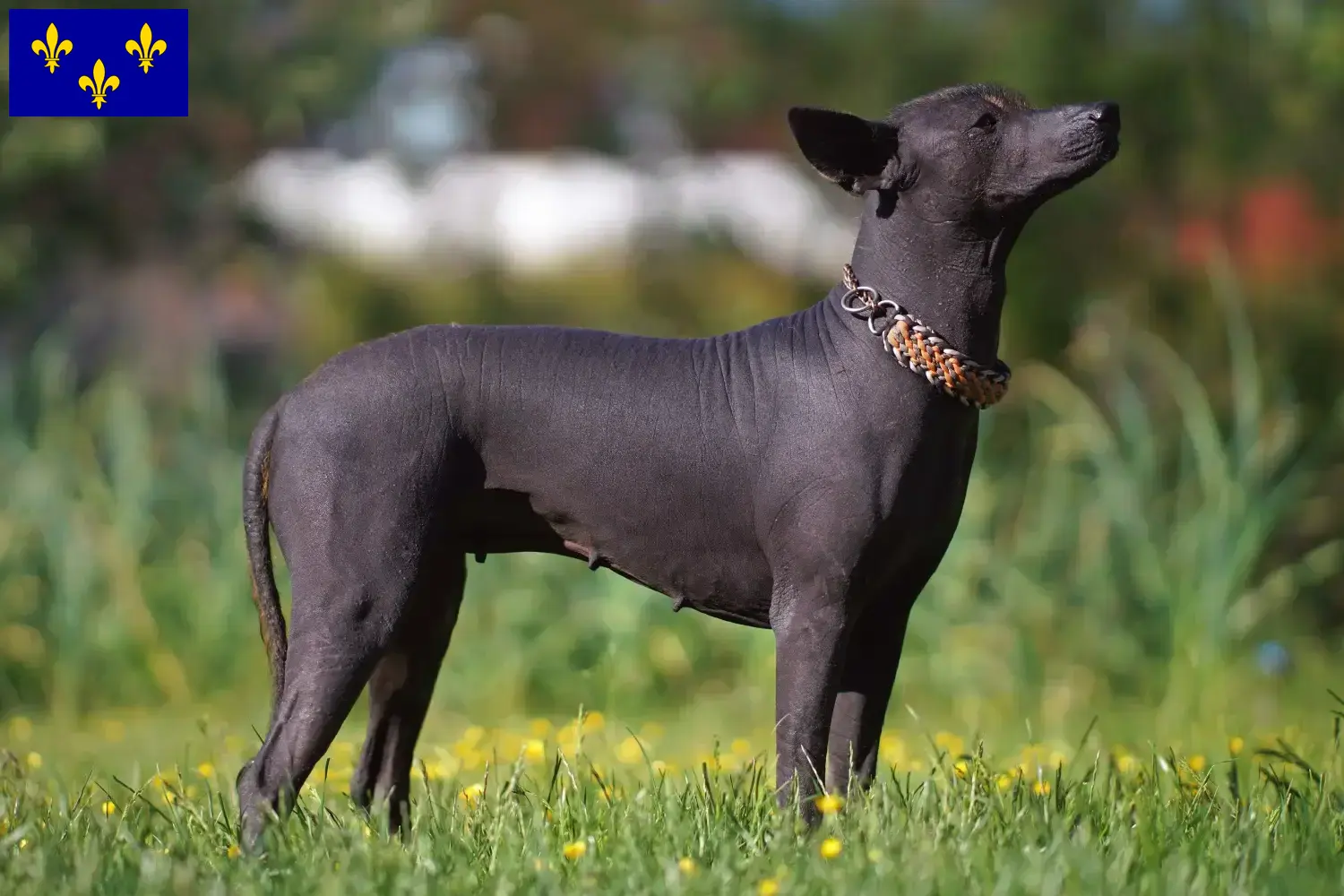 Read more about the article Xolo breeders and puppies in Île-de-France