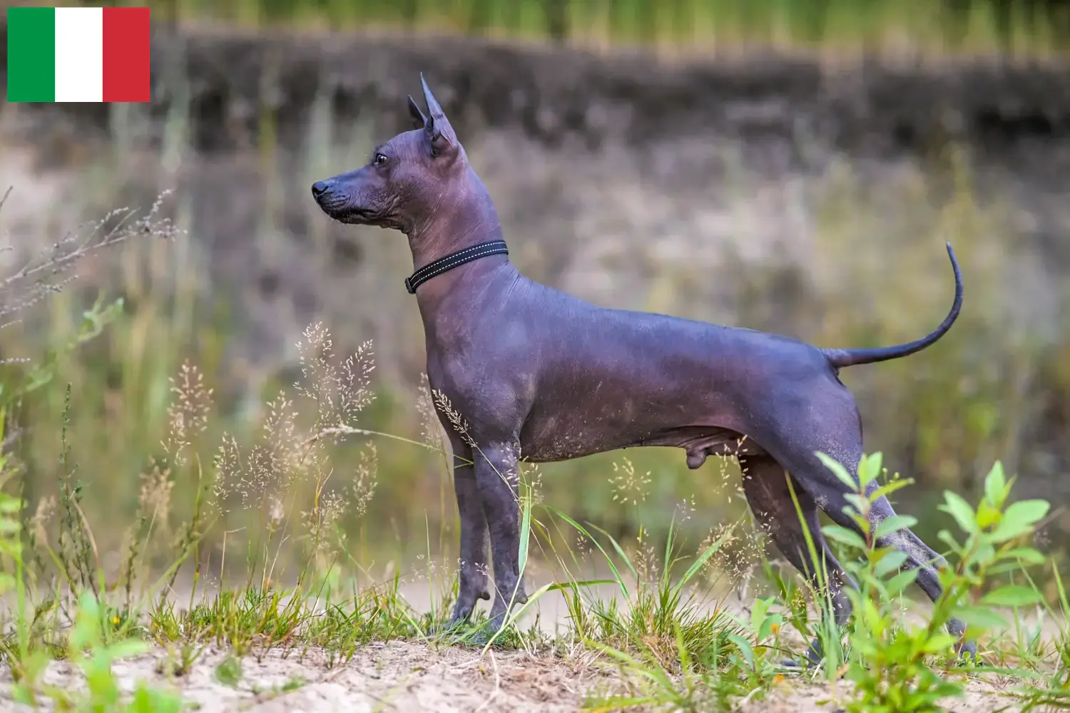 Read more about the article Xolo breeders and puppies in Italy