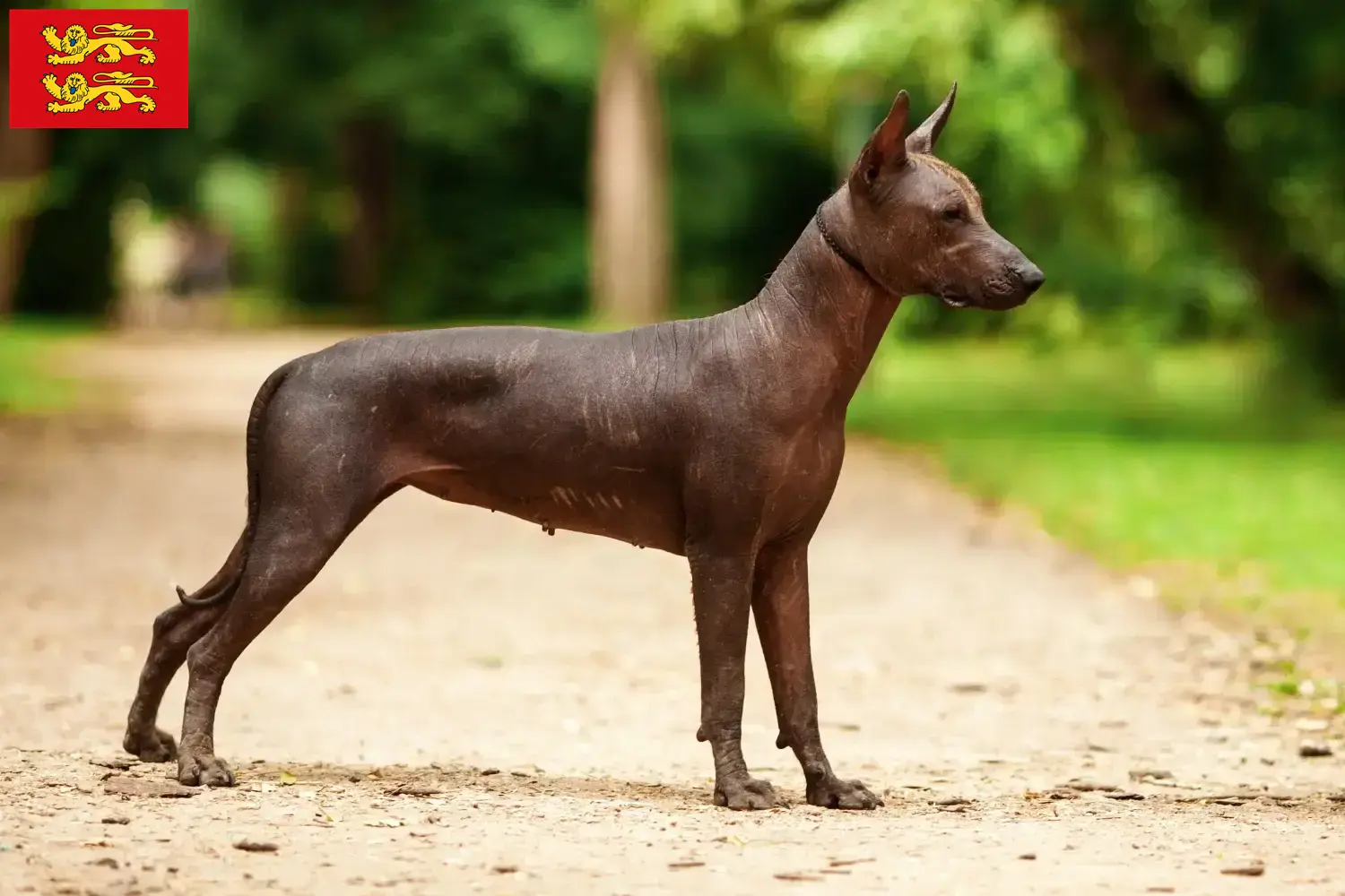 Read more about the article Xolo breeders and puppies in Normandy