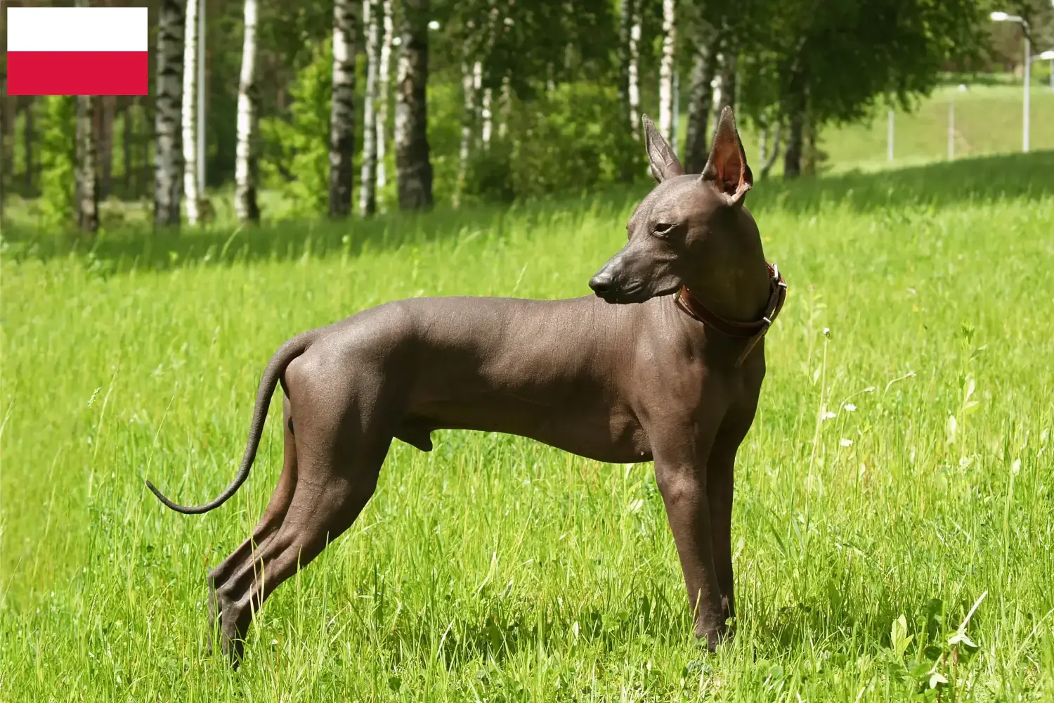 Read more about the article Xolo breeders and puppies in Poland