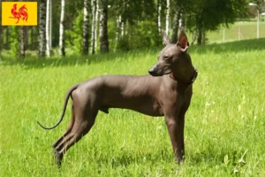 Read more about the article Xolo breeders and puppies in Walloon Region