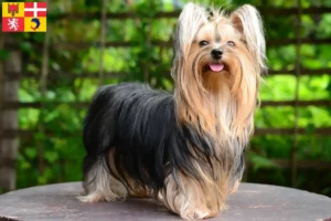 Read more about the article Yorkshire Terrier breeders and puppies in Auvergne-Rhône-Alpes