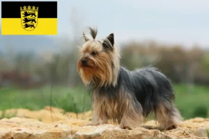 Read more about the article Yorkshire Terrier breeders and puppies in Baden-Württemberg