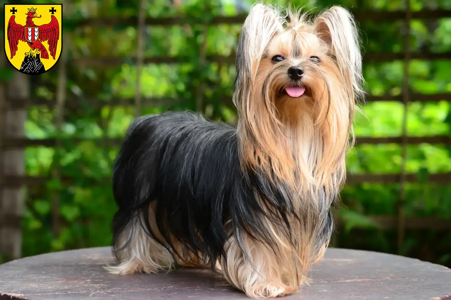 Read more about the article Yorkshire Terrier breeders and puppies in Burgenland