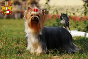 Read more about the article Yorkshire Terrier breeders and puppies in Carinthia