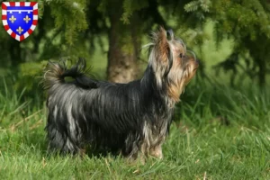 Read more about the article Yorkshire Terrier breeders and puppies in Centre-Val de Loire