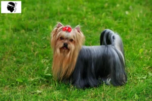 Read more about the article Yorkshire Terrier breeders and puppies in Corsica