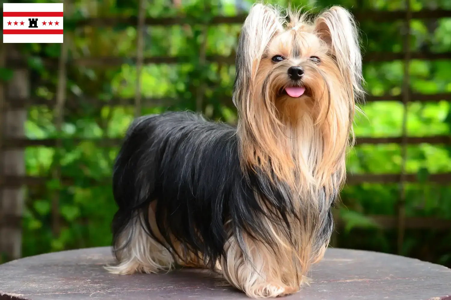 Read more about the article Yorkshire Terrier breeders and puppies in Drenthe