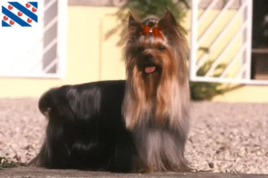 Read more about the article Yorkshire Terrier breeders and puppies in Friesland